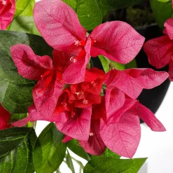 Flor Artificial Colgante Bougainvillea En Maceta 60 Cm