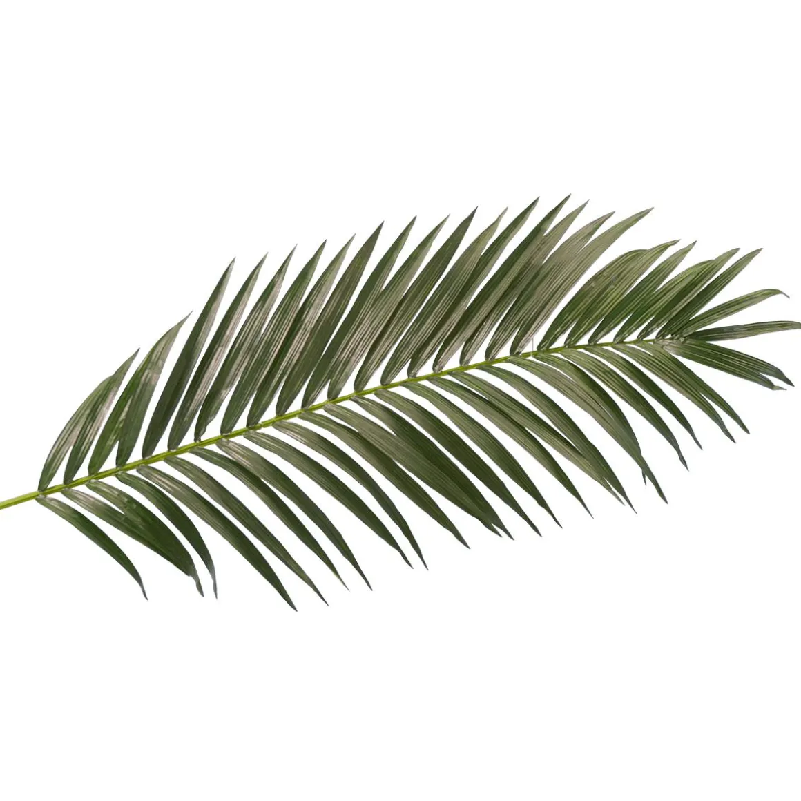 Fronda De Areca Gigante Decorativa, Longitud 180 Cm