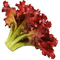 Imitación De Lechuga Lollo Rosso, Ø 16 Cm