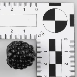 Maniquí De Moras, 24 Piezas
