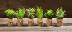 Mini Hierbas En Maceta 6 Piezas 15 Cm