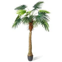 Palma Phoenix 180 Cm