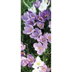 Pancarta De Tela Ignífuga Blanca Y Púrpura De Azafranes 75 X 180 Cm