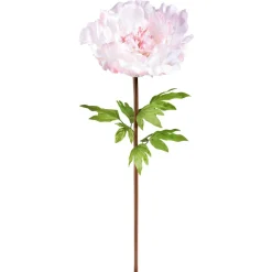 Peonía Gigante 128 Cm