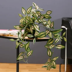 Tradecantia Colgante En Maceta De 30 Cm De Altura Verde