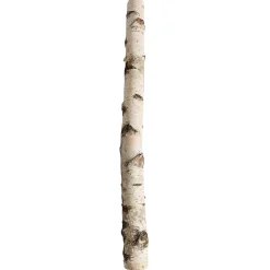 Tronco De Abedul 100 Cm Aprox. 6-10 Cm Ø